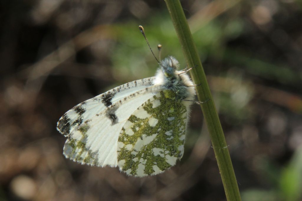 Alcune specie che non ho trovato in galleria